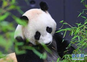 来自中国的熊猫,和谐自然的使者与全球友谊的象征